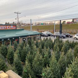 christmas-06 Christmas trees at Grabber & Sons in Cheektowaga, NY