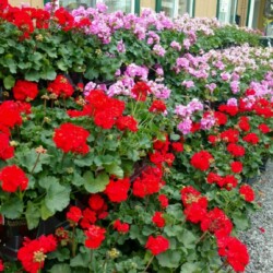 Flats of red and pink geraniums at Grabber & Sons in Cheektowaga, NY.