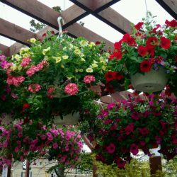 Hanging baskets of petunias at Grabber & Sons in Cheektowaga, NY.