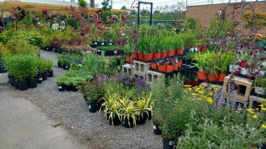 Perennial section at Grabber & Sons nursery in Cheektowaga, NY.