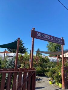The tree & shrub section at Grabber & Sons nursery in Cheektowaga, NY.